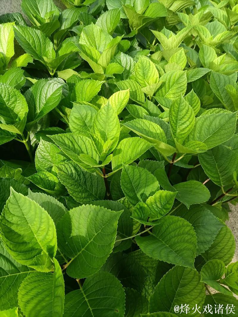 青青草视频网：绿色观影新体验