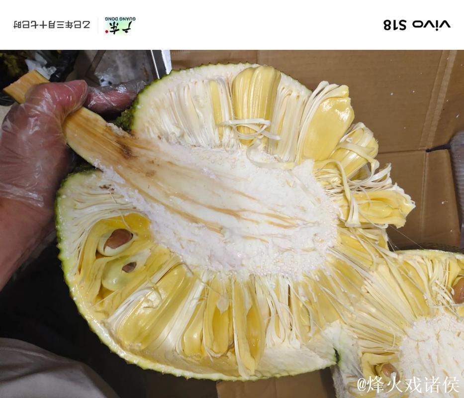 免费观看菠萝蜜视频的神奇体验